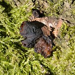 Tough Jelly on felled oak