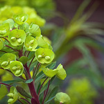 Euphorbia Euphoria