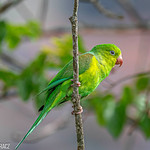 PLAIN PARAKEET