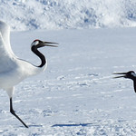 A dancing couple of red-crowned cranes (2): Explored on May 6, 2023