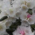 The Garden House, Buckland Monachorum, Devon