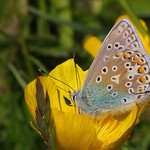 Common Blue - Polyommatus icarus 160523 (2)