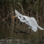 Great Egret: Settling