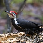 Grand Pic Pileated Woodpecker - Dryocopus pileatus