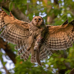Barred Owl with Prey