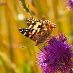 Vanessa cardui Linnaeus, 1758