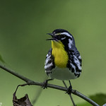 RD5_2938-Yellow Throated Warbler