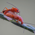 Rote Weichk&auml;fer