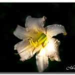 JULY 2023 _15516_NGM_7881-1-222