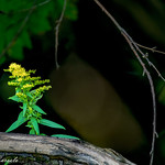 Lumi&egrave;re sur la plante verge d'or
