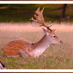 Fallow Deer @ Knole Park NT Kent