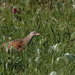 Corncrake