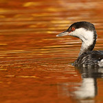 Gr&egrave;be esclavon \ Horned Grebe