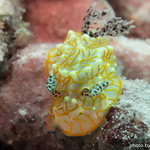 Gold Lace Nudibranch