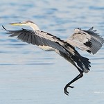 Dancing Heron