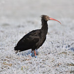 Ibis eremita