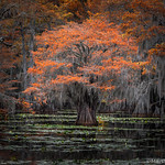 Sometimes I Think I'm The Only One