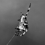 European Garden Spider - Cross Orbweaver - Diadem Spider - Orangie - Cross Spider - Crowned Orb Weaver - Pumpkin Spider (Araneus Diadematus)