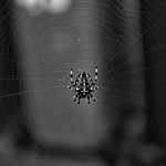 European Garden Spider - Cross Orbweaver - Diadem Spider - Orangie - Cross Spider - Crowned Orb Weaver - Pumpkin Spider (Araneus Diadematus)