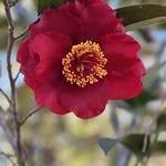 Camellia