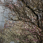 profusion in pink and white HTMT