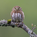 Northern Pygmy Owl