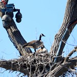 Canada geese nesting near the Decorah Fish Hatchery IA 116A1825