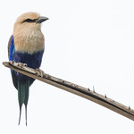 084.2 Blauwbuikscharrelaar