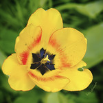 An Aphid Tulip Lover