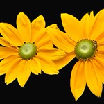 Yellow on Black Background