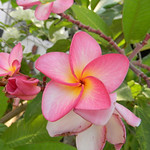 Plumeria aka Frangipani