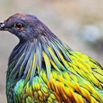 Pretty nicobar pigeon