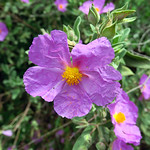 Flor de la Jara / Rockrose flower