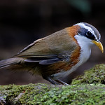 White-browed Scimitar-Babbler // Tagarela-de-coroa-cinzenta