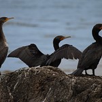 Double Crested Cormorants