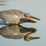 Hocus Focus (Tricolored Heron)