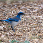 Island Scrub-Jay 9727