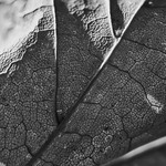 Leaf Details in B&W
