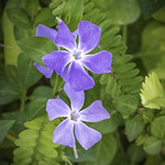 Vinca major (Blue Periwinkle) at the San Diego Zoo Safari Park (2/19/2025)