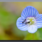 V&eacute;ronique de Perse