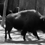 Bison (Bison)