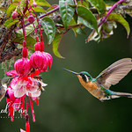 Purple-throated Mountain-gem Hummingbird - Female