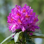 Rhododendron 090525 (1) F