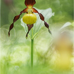 Cypripedium calceolus.
