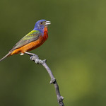 Painted Bunting