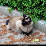 La magnifique Pam&eacute;la 💓... (voir en grand, c'est mieux 😉 / Seeing big is better 😉 > Touche L)