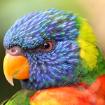 Portrait of a Rainbow lorikeet (Trichoglossus moluccanus)