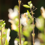 Platybunus triangularis