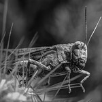 the visitor - Balkon M&uuml;nchen