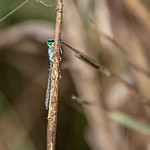 &ldquo;too wet to fly&rdquo;...Blue-tailed Damselfly &hearts; Gro&szlig;e Pechlibelle